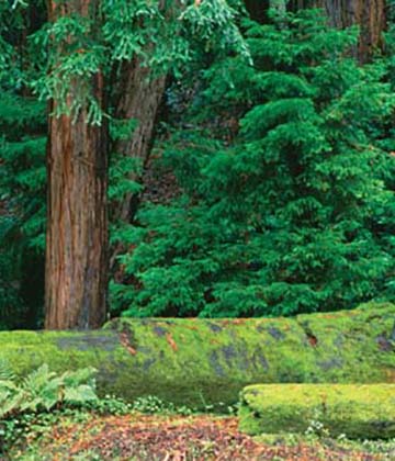 Pfeiffer Big Sur State Park