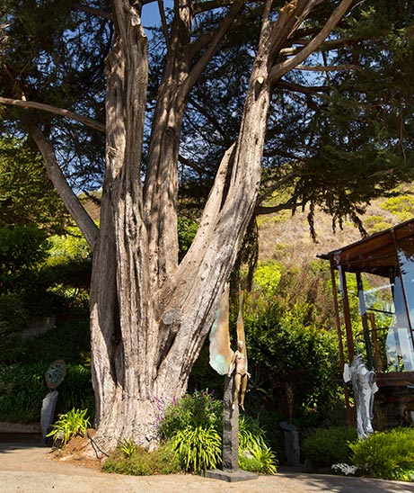 Big Sur Tree