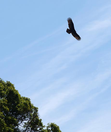 Big Sur hawk