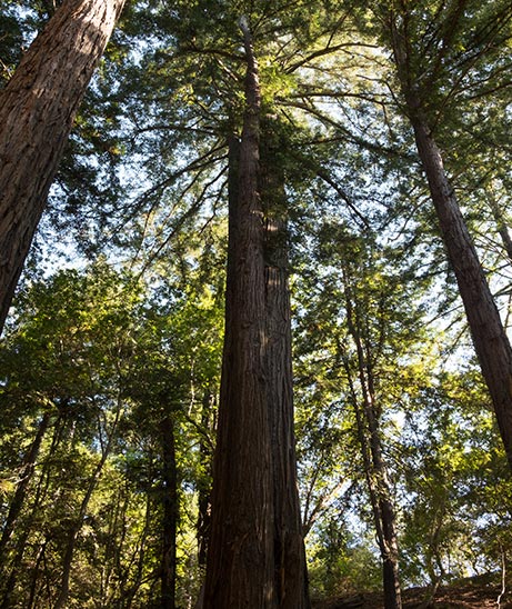 Big Sur Redwoods