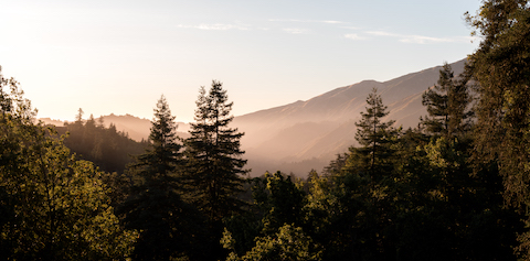 big-sur-canyon-forest-480x220