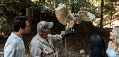 falconry-480x220