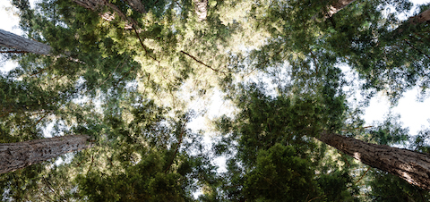 redwoods_480x220